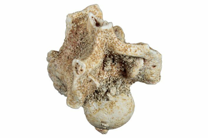 Fossil Sea Snake (Palaeophis) Vertebra - Morocco #277545